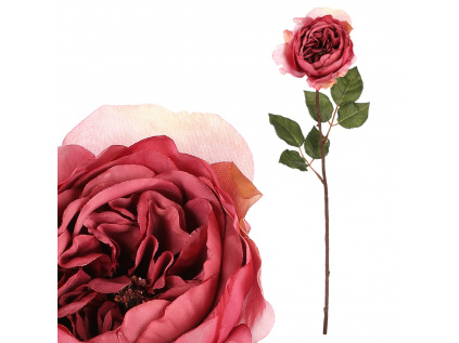 Růže anglická, tmavě růžová barva UKK352 DK PINK
