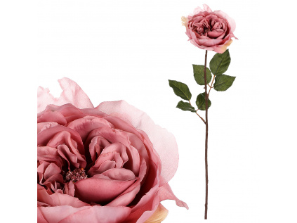 Růže anglická, světle růžová barva UKK352 LT PINK