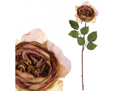 Růže anglická, olivovo-fialová barva UKK352-GRN