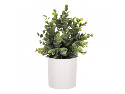 Buxus v obalu, bílý plastový obal SG7331