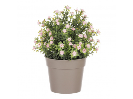 Tráva kvetoucí v plastovém bílém obalu, barva růžová SG7333 PINK