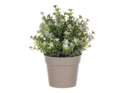 Tráva kvetoucí v plastovém bílém obalu, barva fialová SG7333 PUR