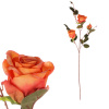 Růže, 3-květá, barva oranžová. - KN7058 OR