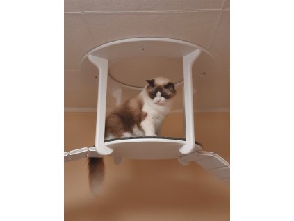 145 nebesky kocici pelisek ra