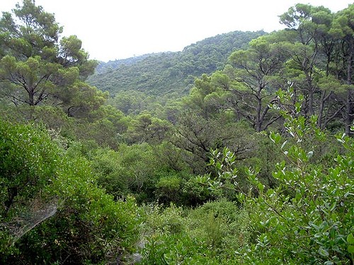 Dovolená v Chorvatsku, Mljet