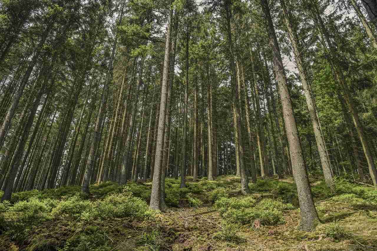 Smrkové dřevo a nábytek ze smrku