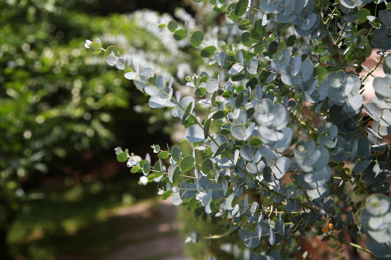 eukalyptus