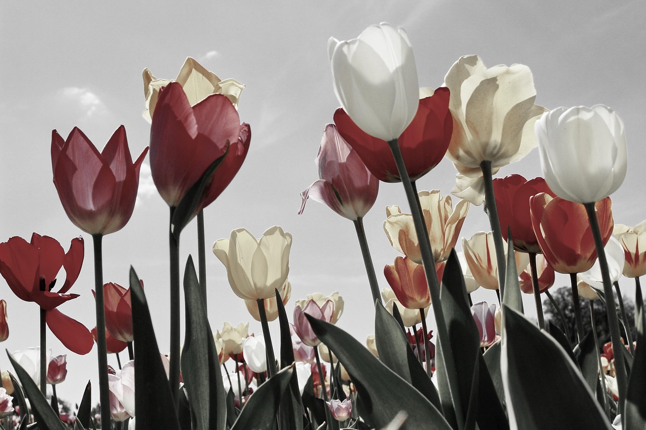 tulips-2219201_1280