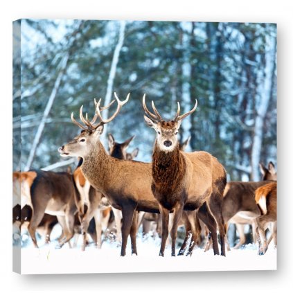 Tištěný Obraz na plátně Jelení rodina Art