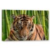 Tištěný Obraz na plátně Tygr Art