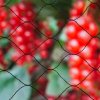 Nature Síť proti ptákům Primo 10 x 10 m černá 6030407 409383