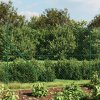 Drátěné pletivo s přírubami zelené 1,8 x 25 m 153949