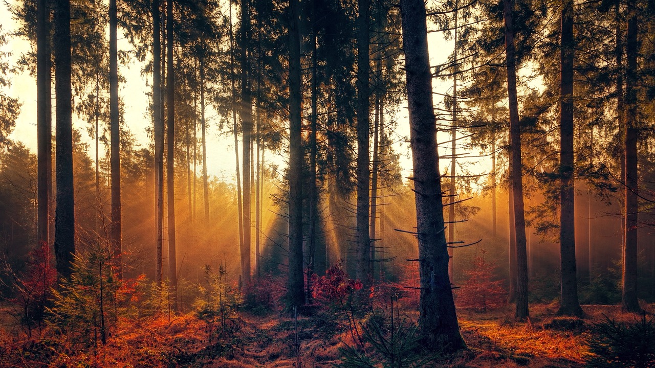 forest-3392077_1280
