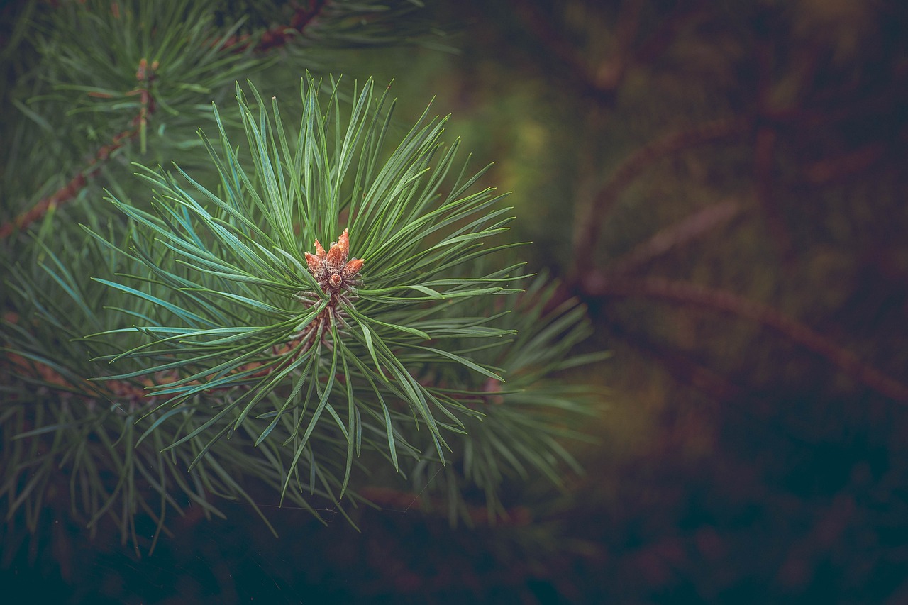 pine-463469_1280