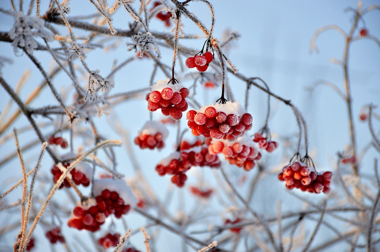 viburnum-3060769_1280