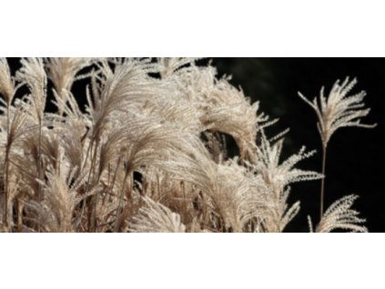 Bondecor OBRAZ CAGI 50x120 cm tráva dark