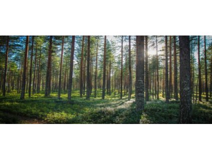 Obraz Les, tištěné plátno 50 x 120 cm