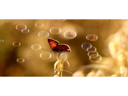 Bondecor OBRAZ CAGI 50x120 cm tráva - motýl