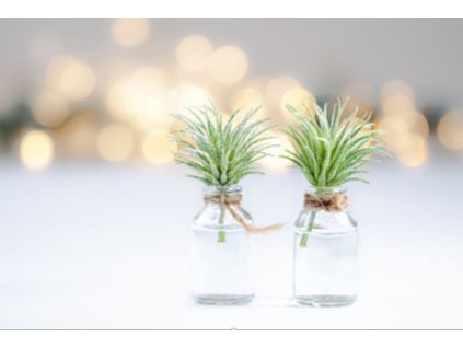 Bondecor OBRAZ v bílém rámečku DMB 3343 sukulent 2