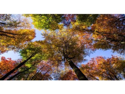 Obraz Stromy, tištěné plátno 80 x 150 cm