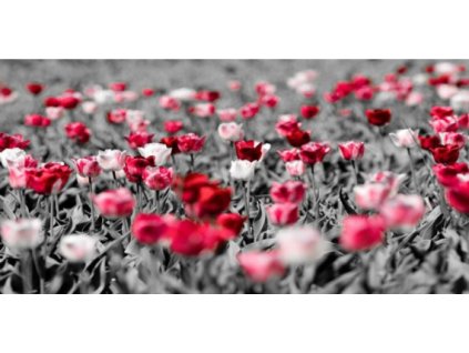 Obraz Tulipány, tištěné plátno 50 x 100 cm