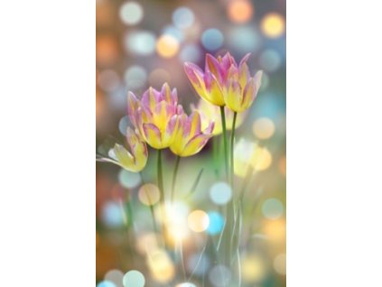 Bondecor OBRAZ CAGI 80x150 cm tulipány