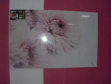 Obraz - růžové chryzantémy