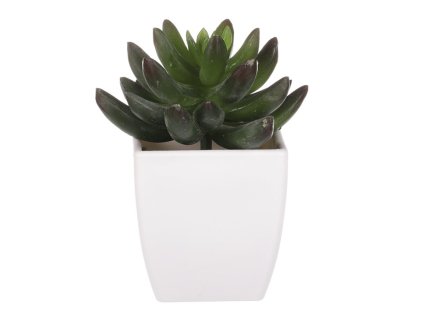 Sukulent v bílém plastovém obalu - umělý, zelený (Barva Zelená)