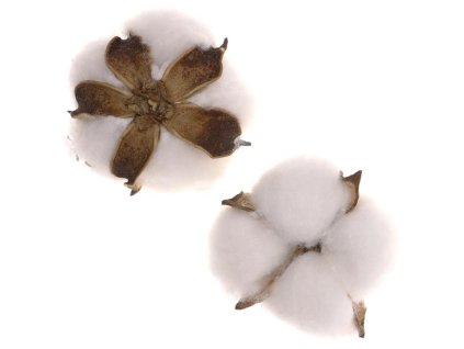 Hlavičky bavlny - dekorační přízdoby, cena za balení (12 ks) (Barva Bílá)