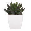 Sukulent v bílém plastovém obalu - umělý, zelený (Barva Zelená)