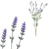 Levandule - umělý trs, barva fialová (Barva Fialová)