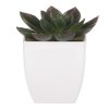 Sukulent v bílém plastovém obalu - umělý, zelený (Barva Zelená)