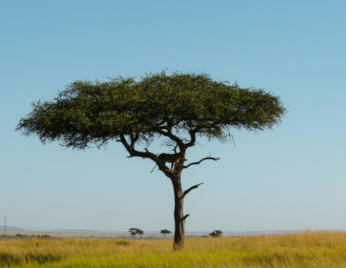Akácie - co je to za strom?