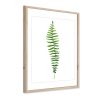FR278 Wood fern 30x40 2