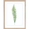FR278 Wood fern 30x40 300DPI