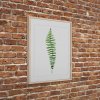 FR278 Wood fern 30x40 5