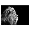 GL104 Lion 70X100 1