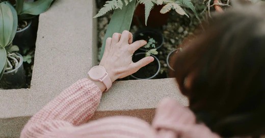 5 rostlin, které i v zimě podpoří vaši krásu