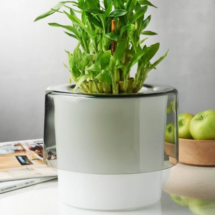 Roots Orchid Pot with Opal White Bottom 4