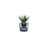 Roots Herb Pot Clear Top 2