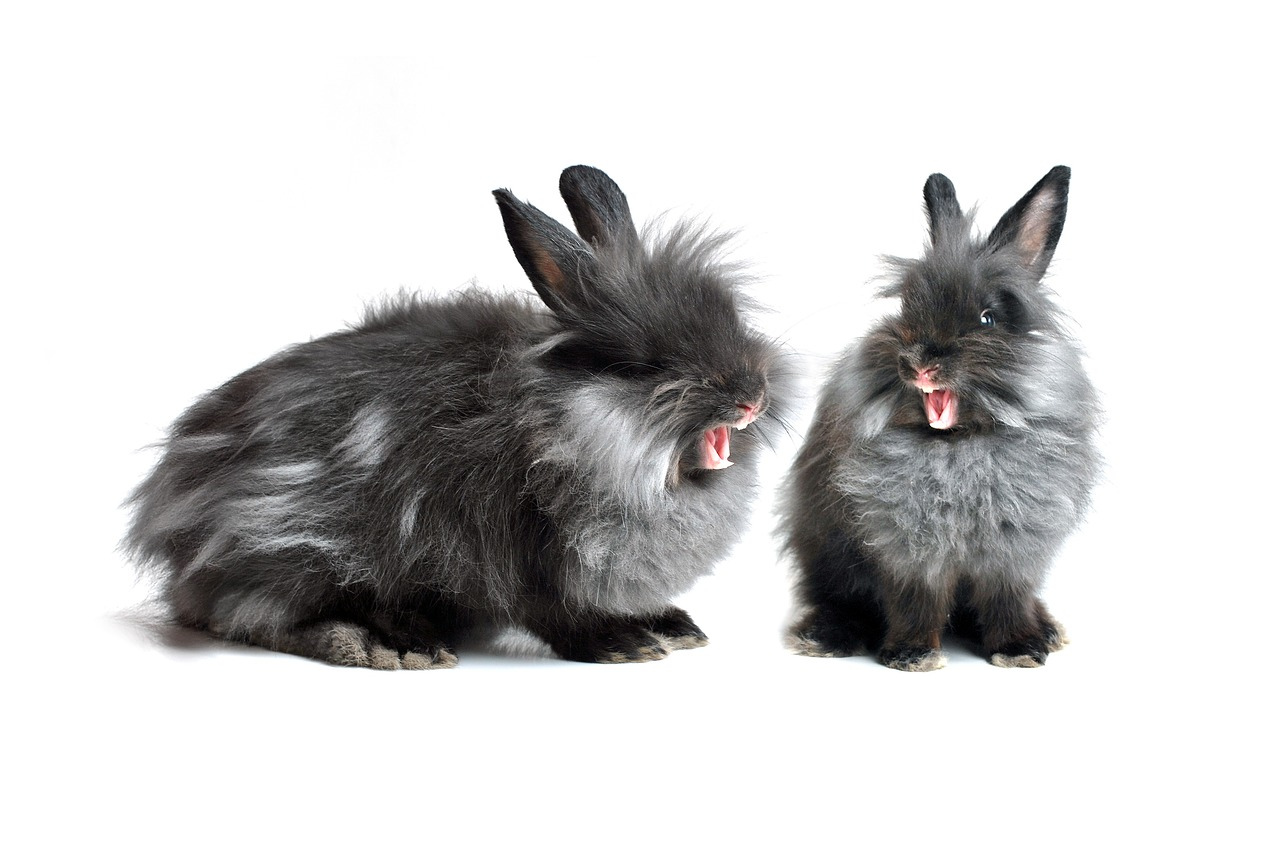 Jak seznámit dva králíky?