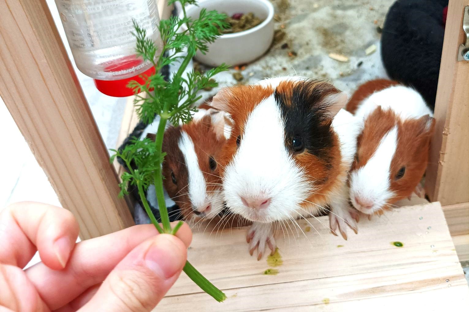 Bylinky - pěstované druhy