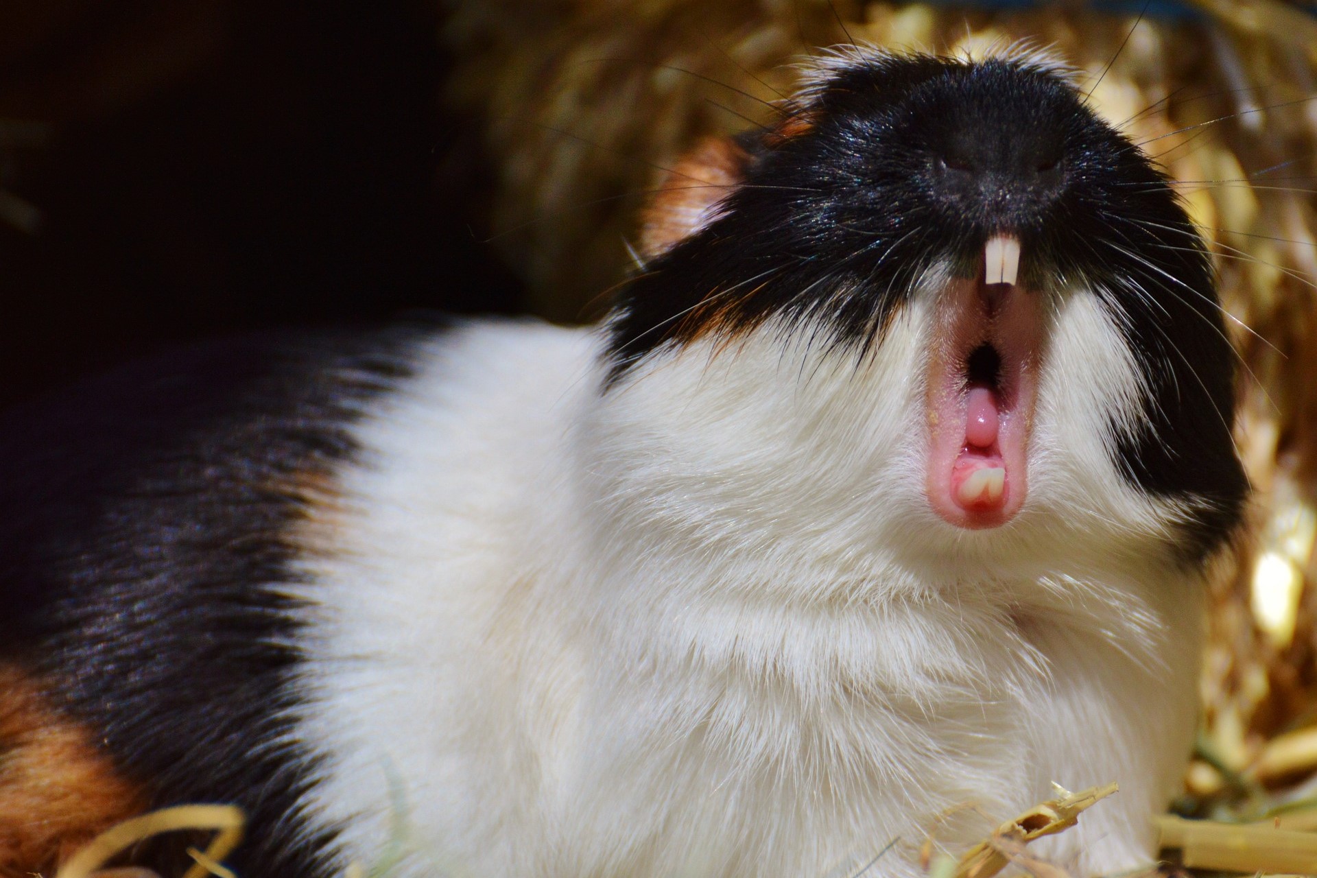 Seno je věda – je libo první seč nebo otavu?