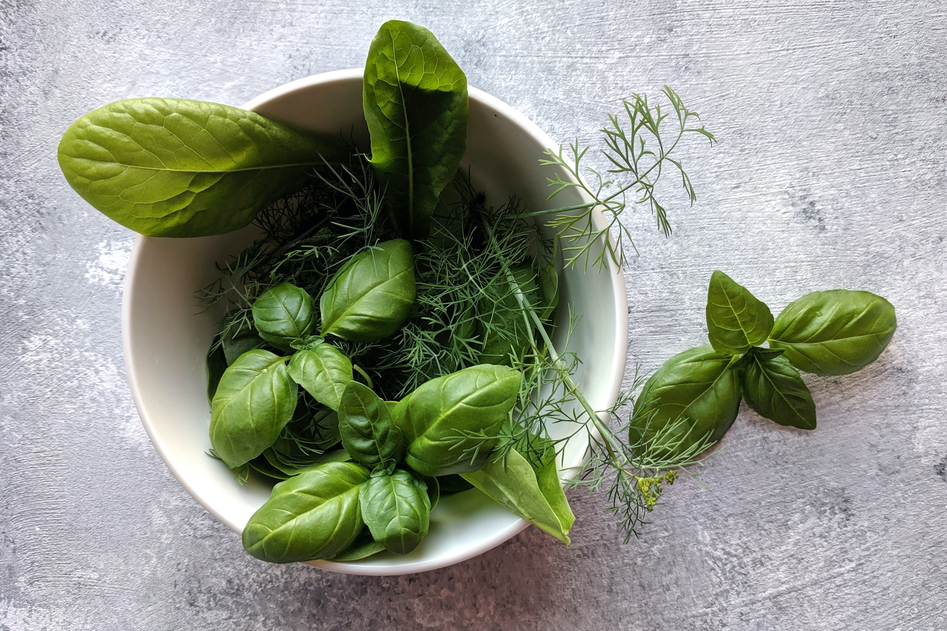 Bylinky - zásady krmení