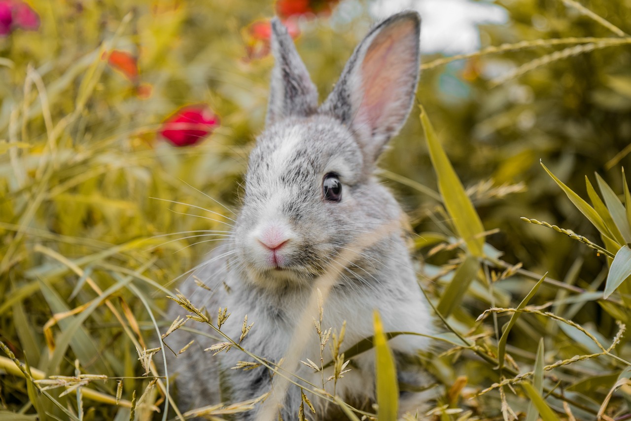 animal-6871771_1280