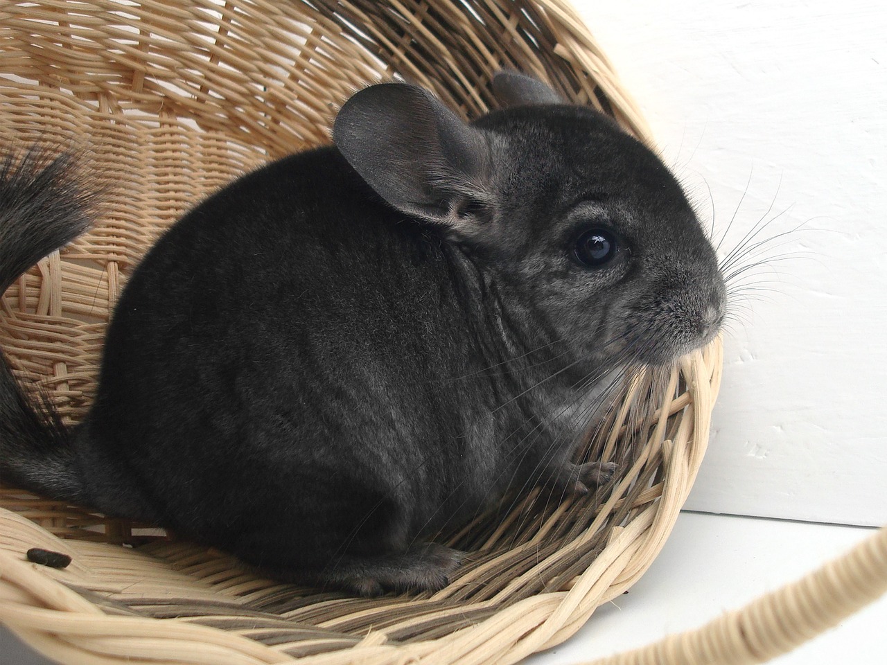 chinchilla-1897799_1280