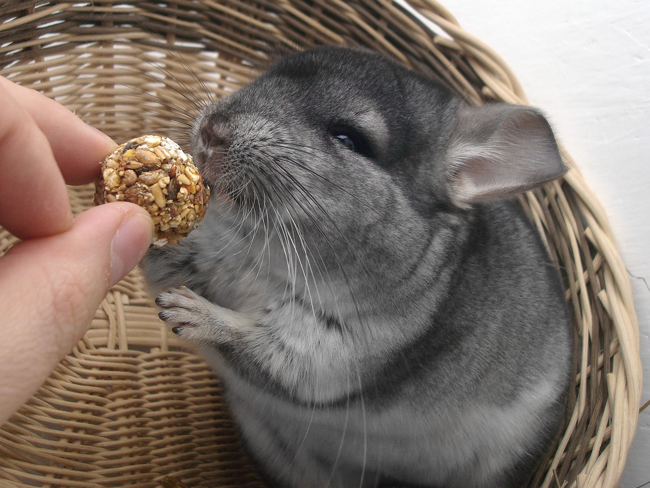 chinchilla-1897807_1280