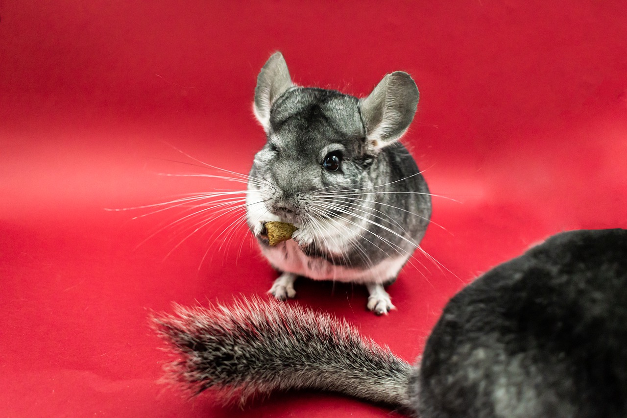 chinchilla-7806062_1280
