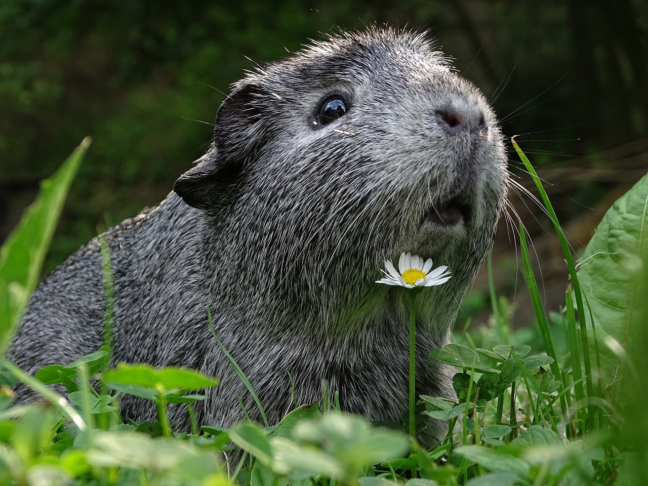 guinea-pig-3336994_1280