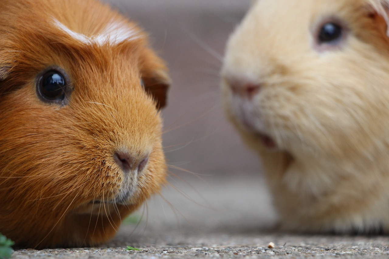 guinea-pig-5287747_1280